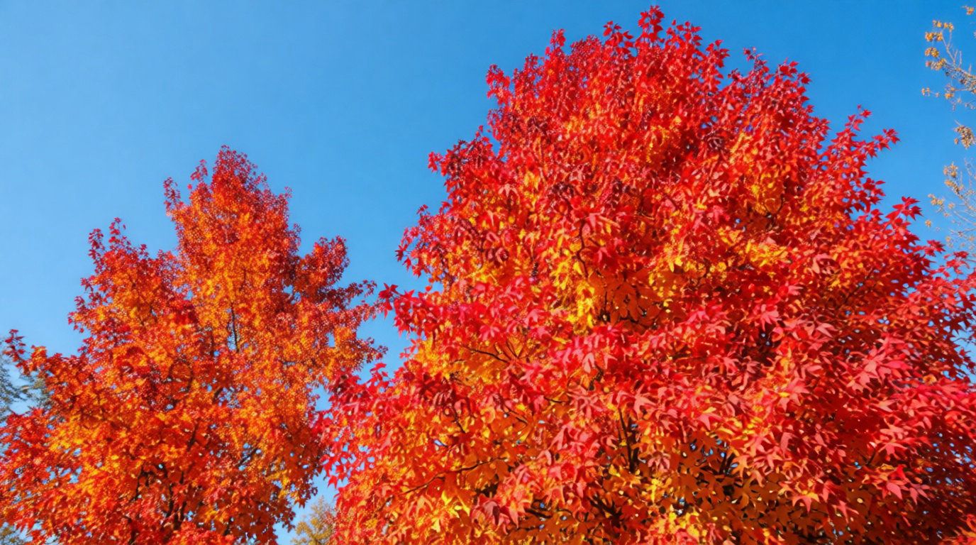 Pourquoi mon liquidambar ne rougit pas ?
